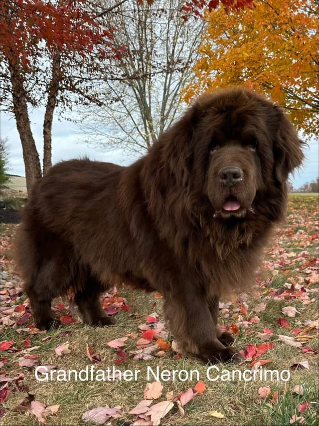 Newfoundland Puppies media 4