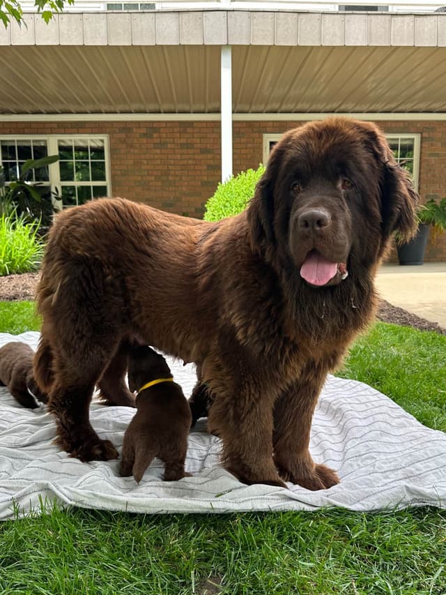 Newfoundland Puppies media 2