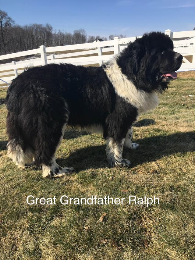 Newfoundland Puppies media 4