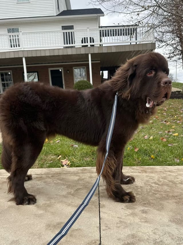 Newfoundland Puppies media 6