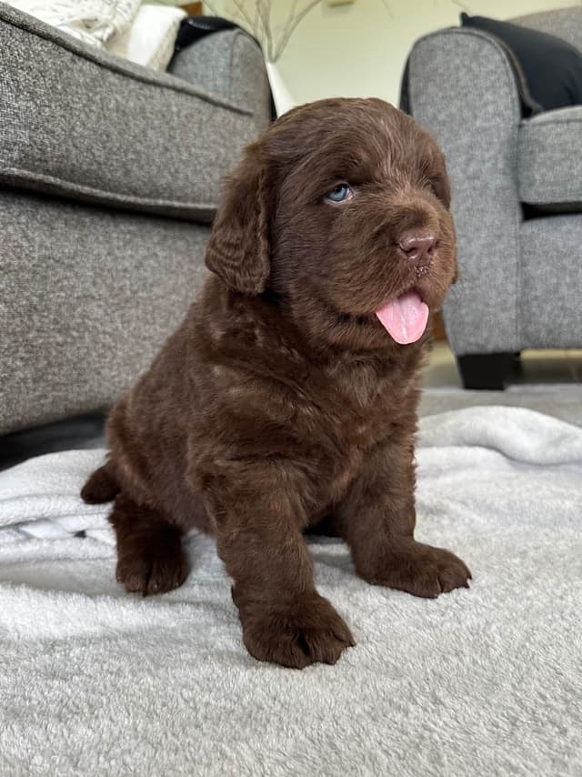Newfoundland Puppies media 7