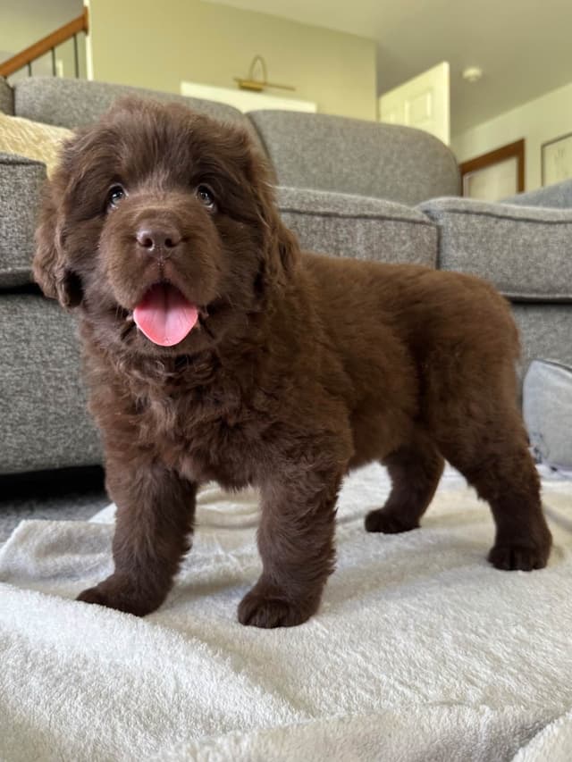 Newfoundland Puppies media 8