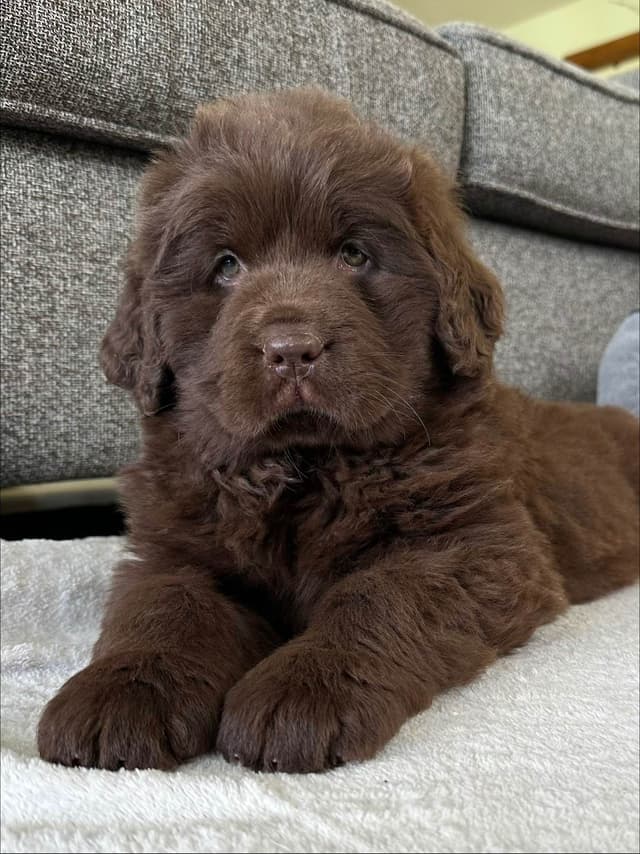 Newfoundland Puppies media 10