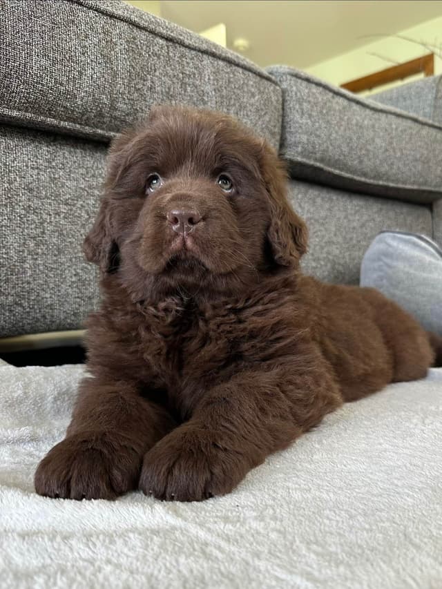 Newfoundland Puppies media 12