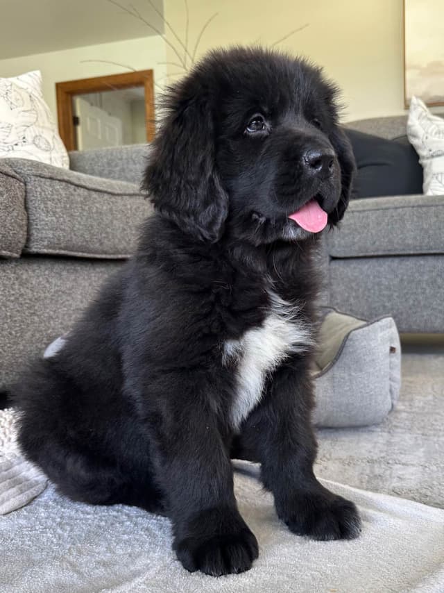 Newfoundland Puppies media 5
