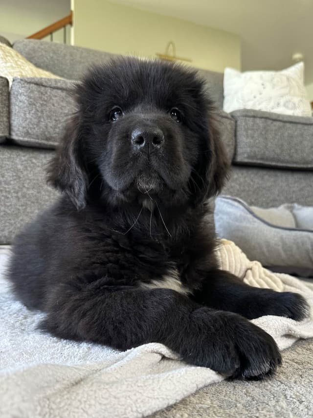 Newfoundland Puppies media 6