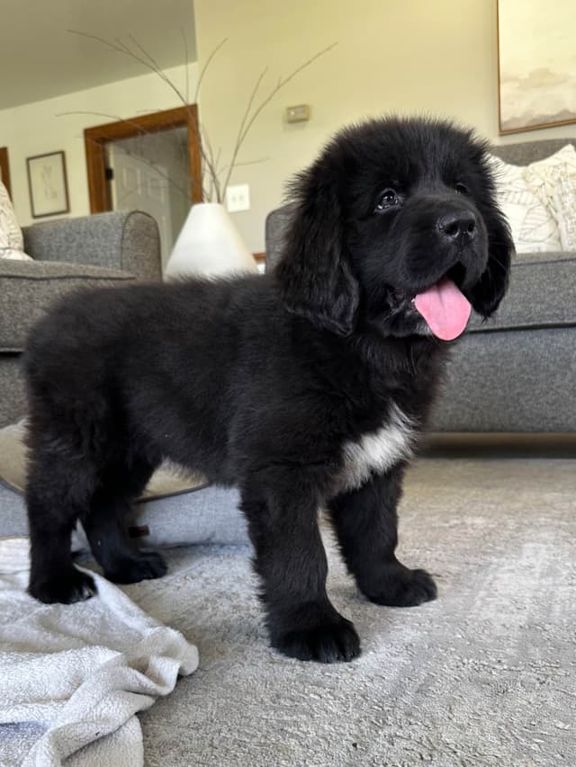 Newfoundland Puppies media 7