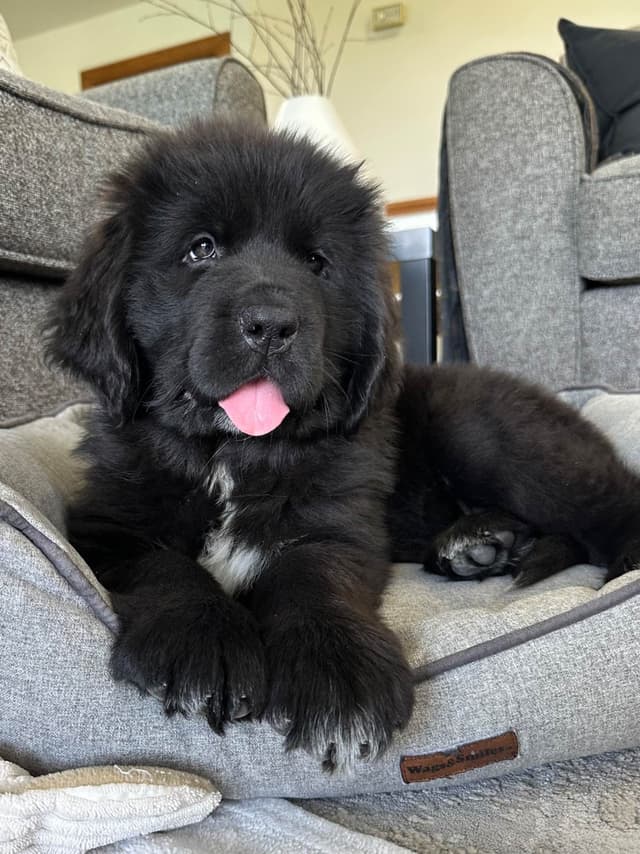 Newfoundland Puppies media 8