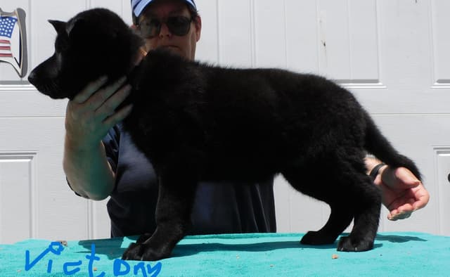 OneOak German Shepherd Dog Puppies media 3