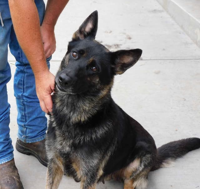 OneOak German Shepherd Dog Puppies media 2