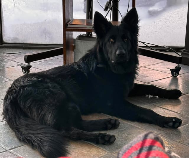 OneOak German Shepherd Dog Puppies media 4