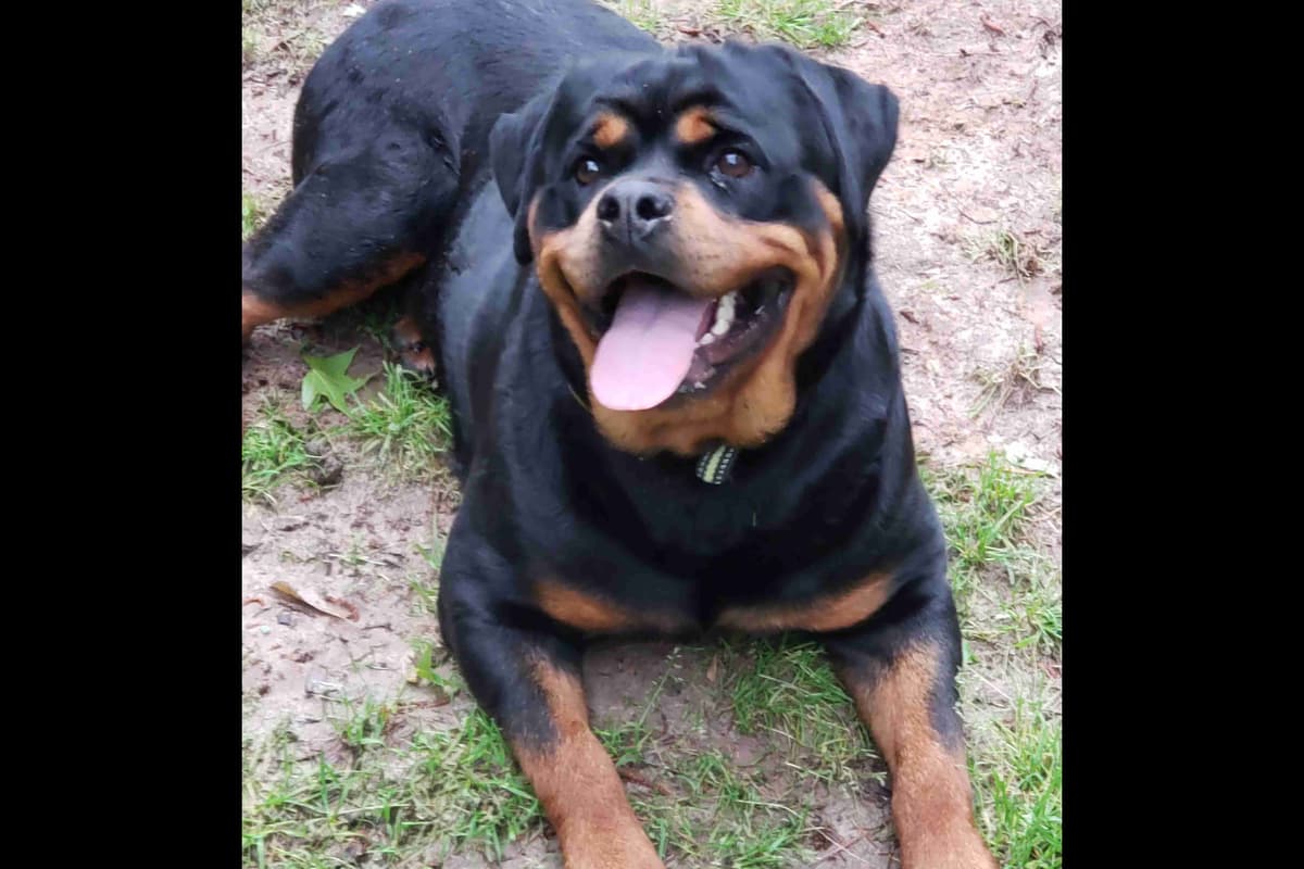 Rottweiler Puppies breeder image 1