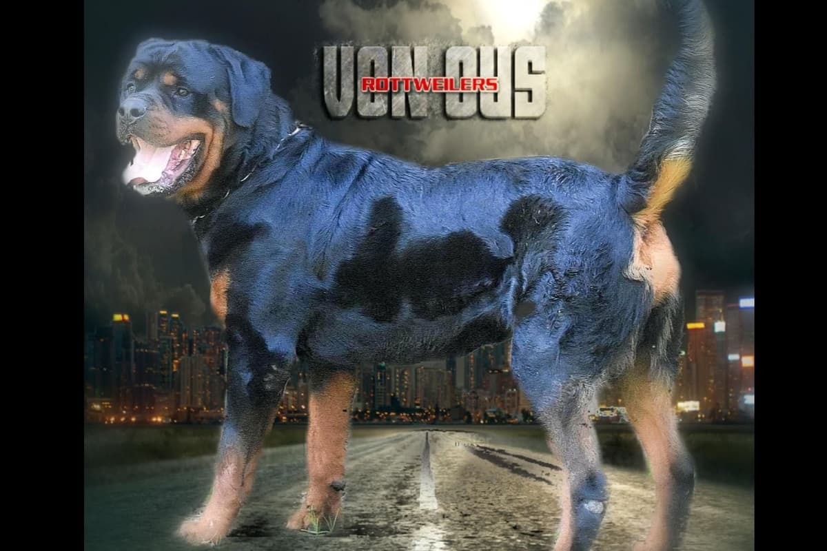 Rottweiler Puppies breeder image 2
