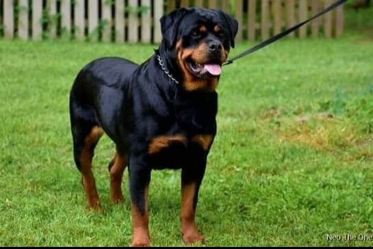 Rottweiler Puppies breeder image 3
