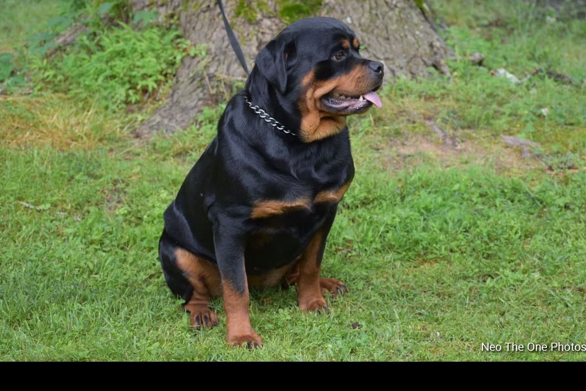 Rottweiler Puppies breeder image 4