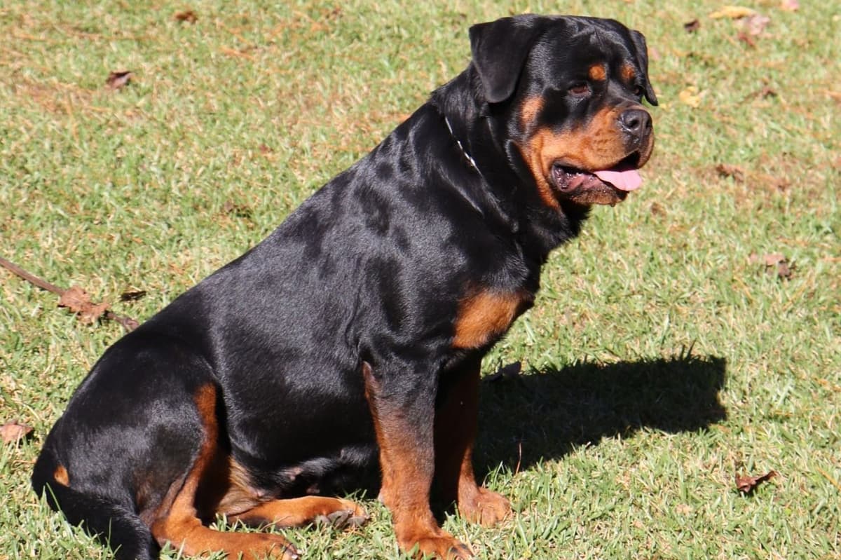 Rottweiler Puppies breeder image 5
