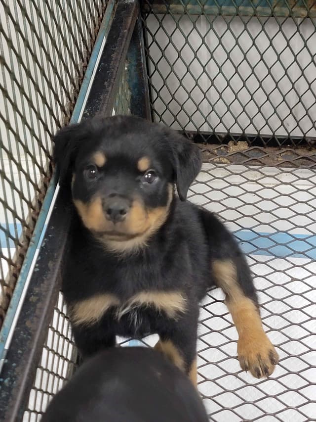 Rottweiler Puppies media 2