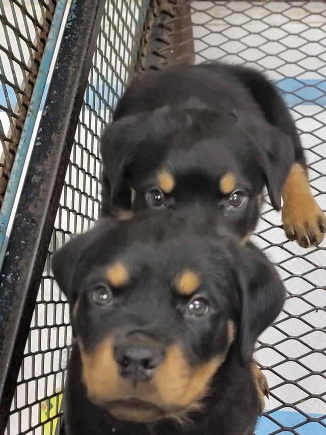Rottweiler Puppies media 3