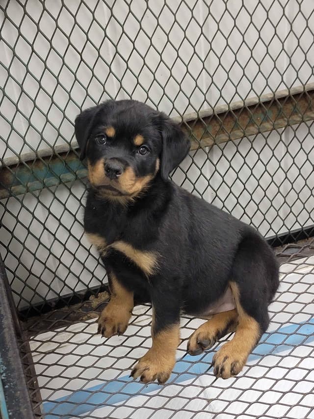Rottweiler Puppies media 4