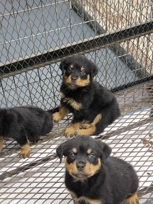 Rottweiler Puppies media 5