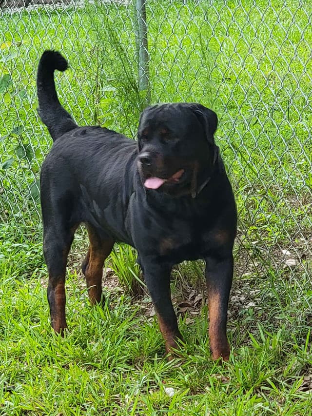 Rottweiler Puppies media 6