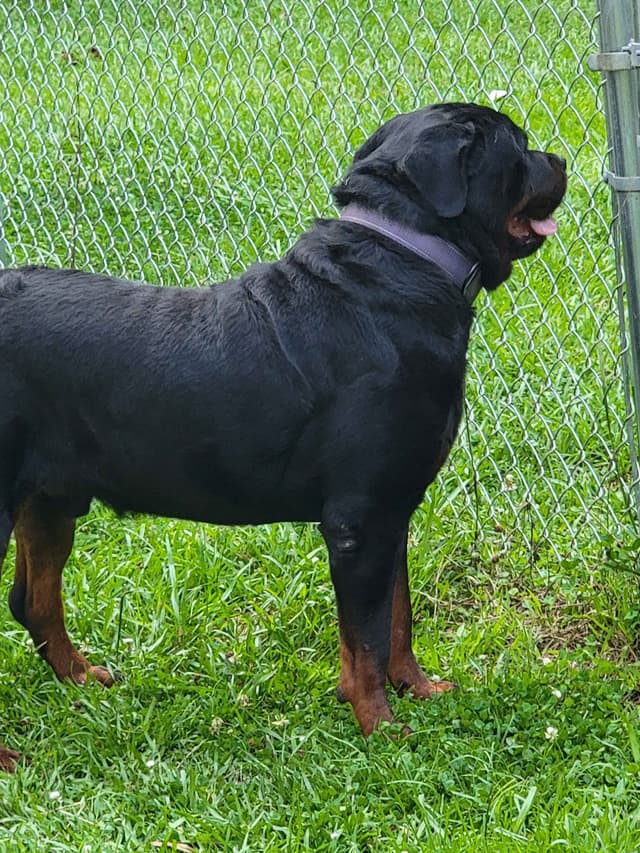 Rottweiler Puppies media 7