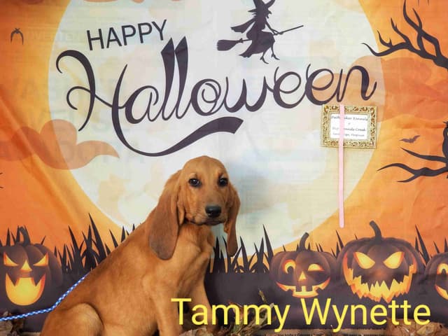 Tammy    Wynette media 6
