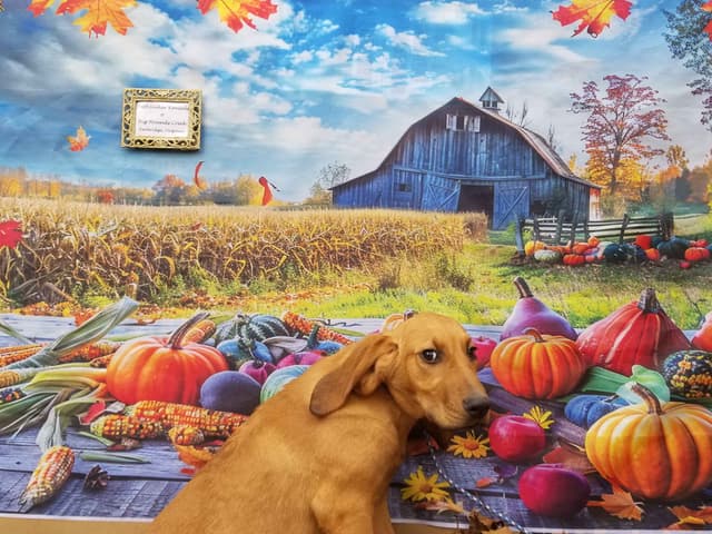 Tammy    Wynette media 4
