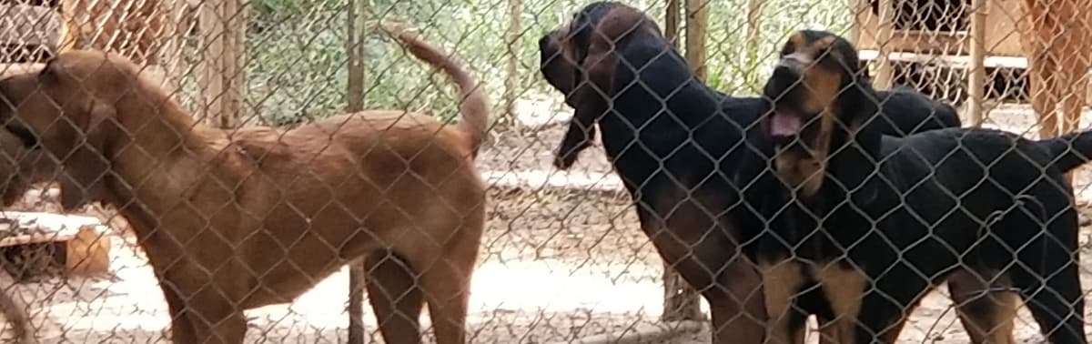 Tammy Wynette breeder image 2