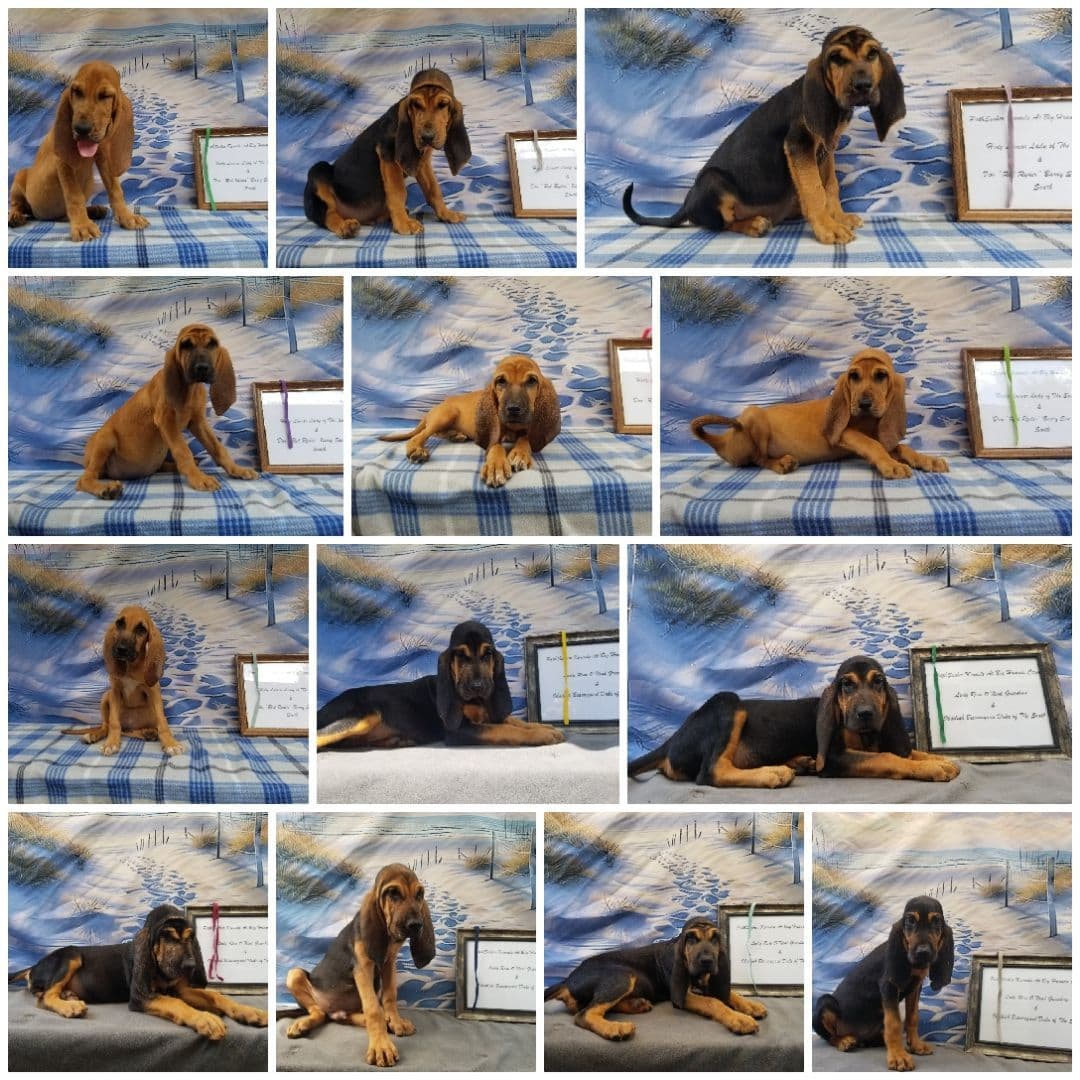 Tammy Wynette breeder image 3