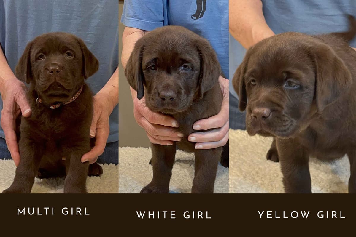 Labrador Retriever Puppies breeder image 1