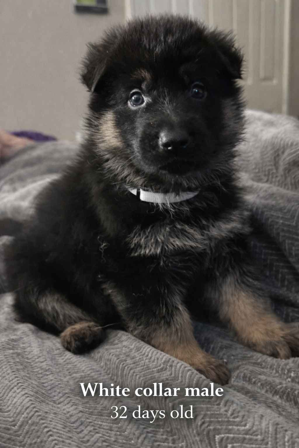 German Shepherd Dog Puppies with multiple drive on Sale to Good Homes breeder image 5