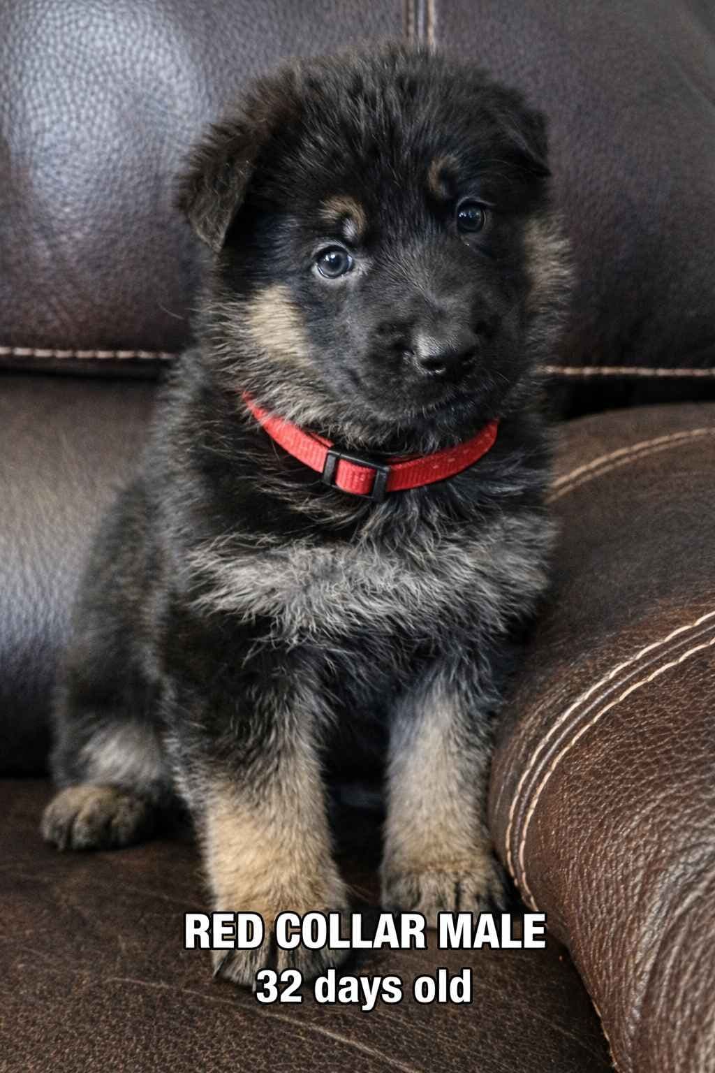 German Shepherd Dog Puppies with multiple drive on Sale to Good Homes breeder image 4