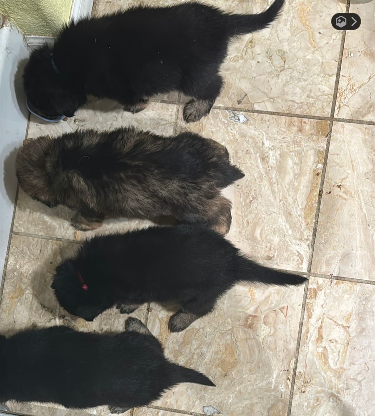 German Shepherd Dog Puppies with multiple drive on Sale to Good Homes breeder image 6