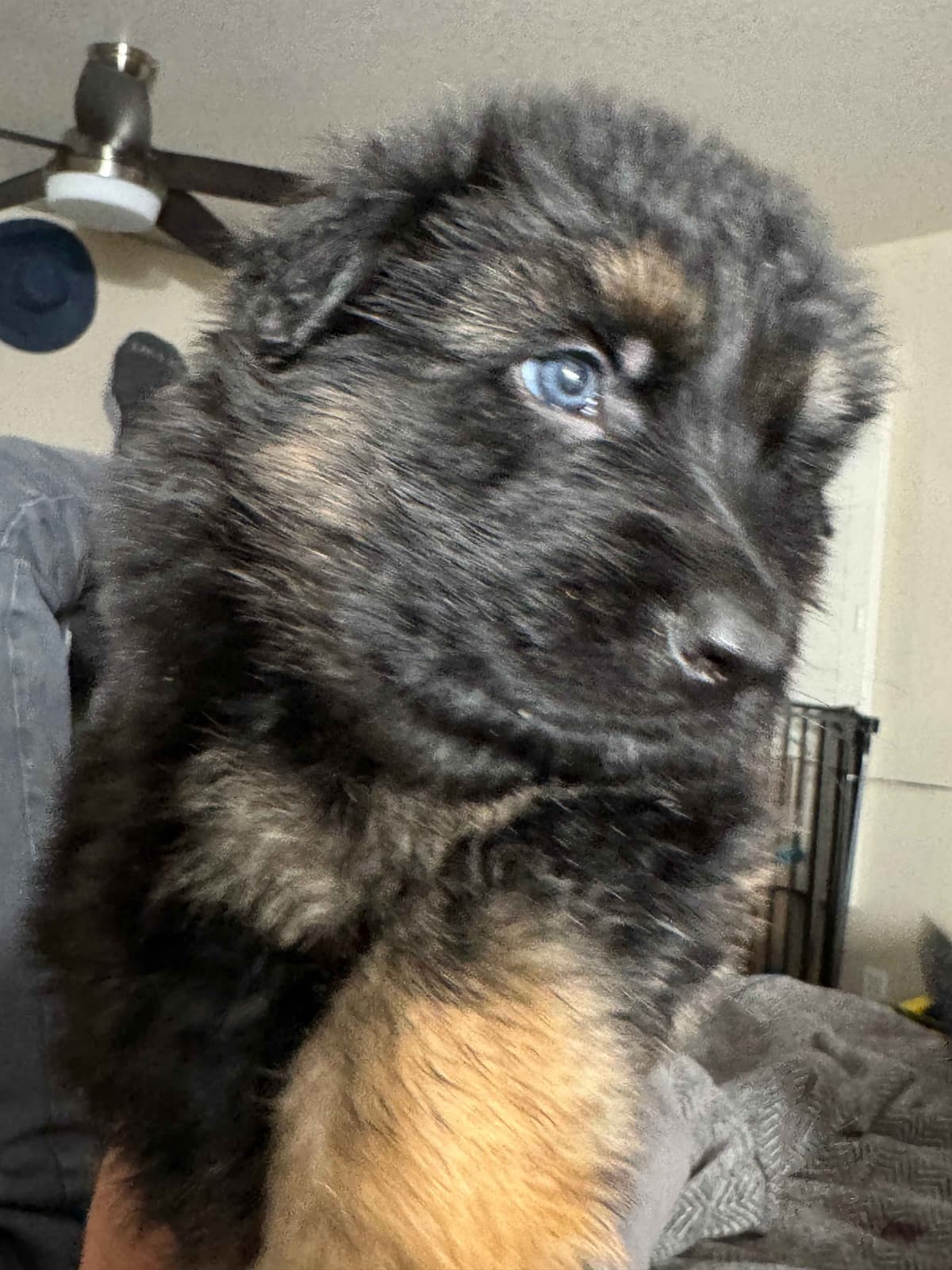 German Shepherd Dog Puppies with multiple drive on Sale to Good Homes breeder image 8