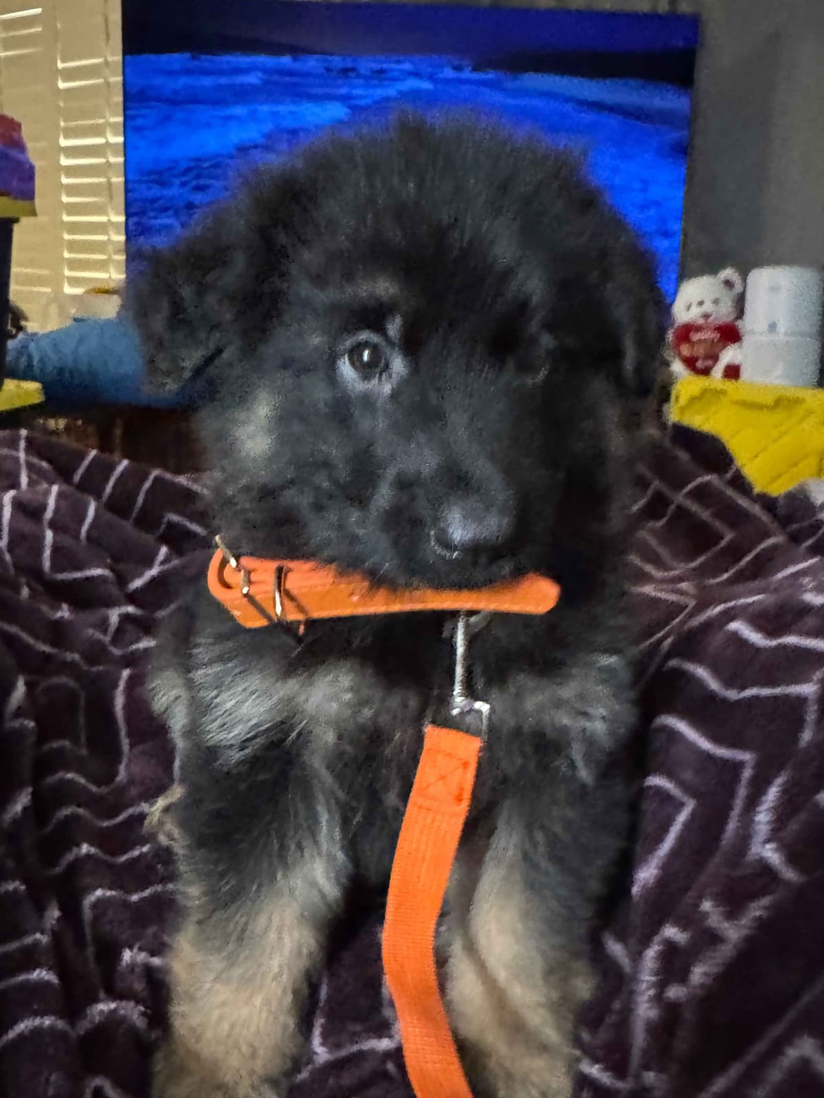 German Shepherd Dog Puppies with multiple drive on Sale to Good Homes breeder image 3
