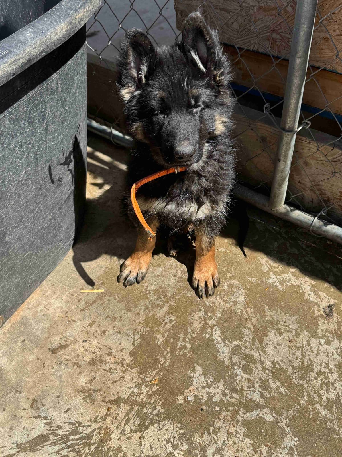 German Shepherd Dog Puppies with multiple drive on Sale to Good Homes breeder image 2