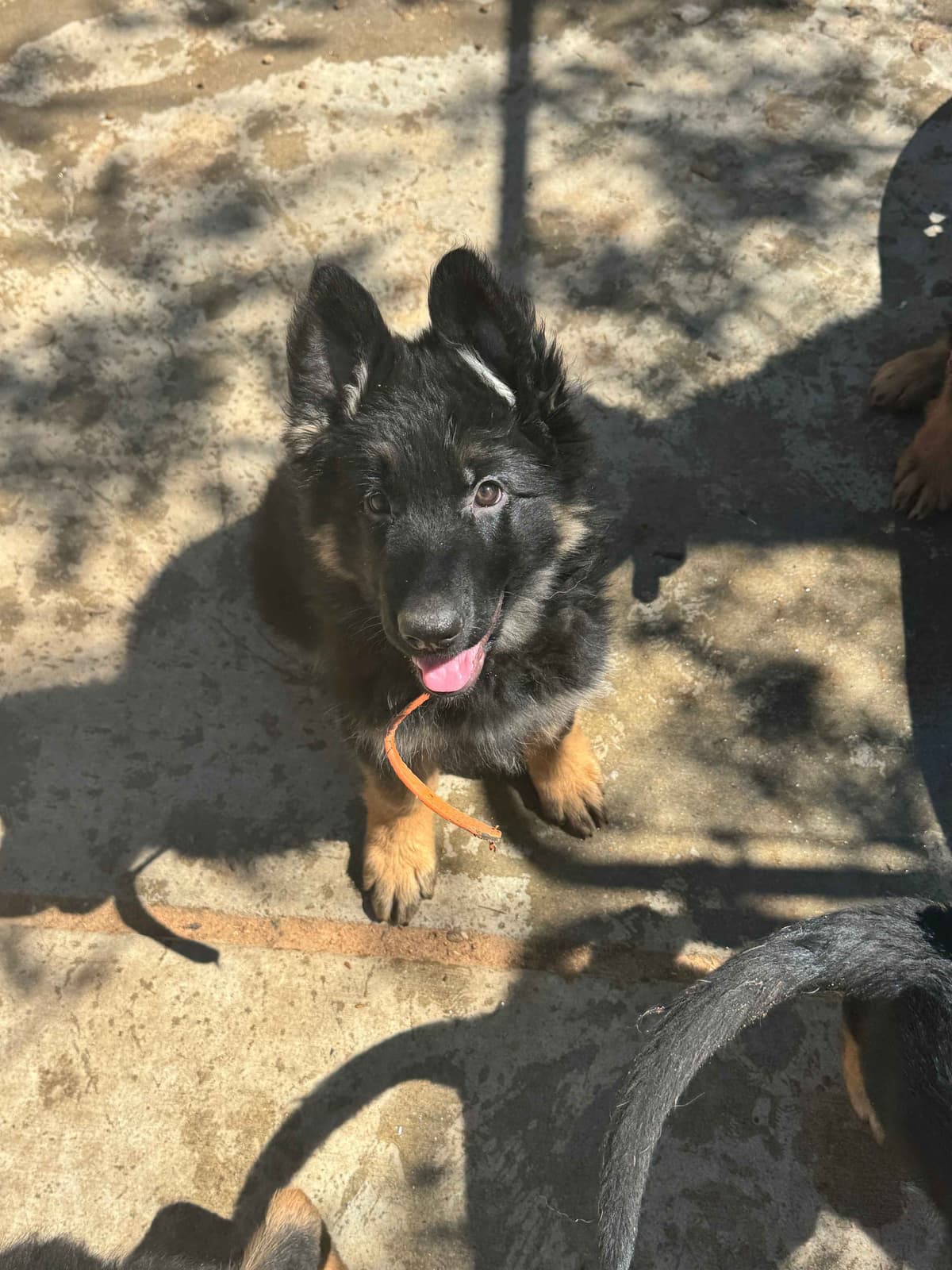 German Shepherd Dog Puppies with multiple drive on Sale to Good Homes breeder image 7