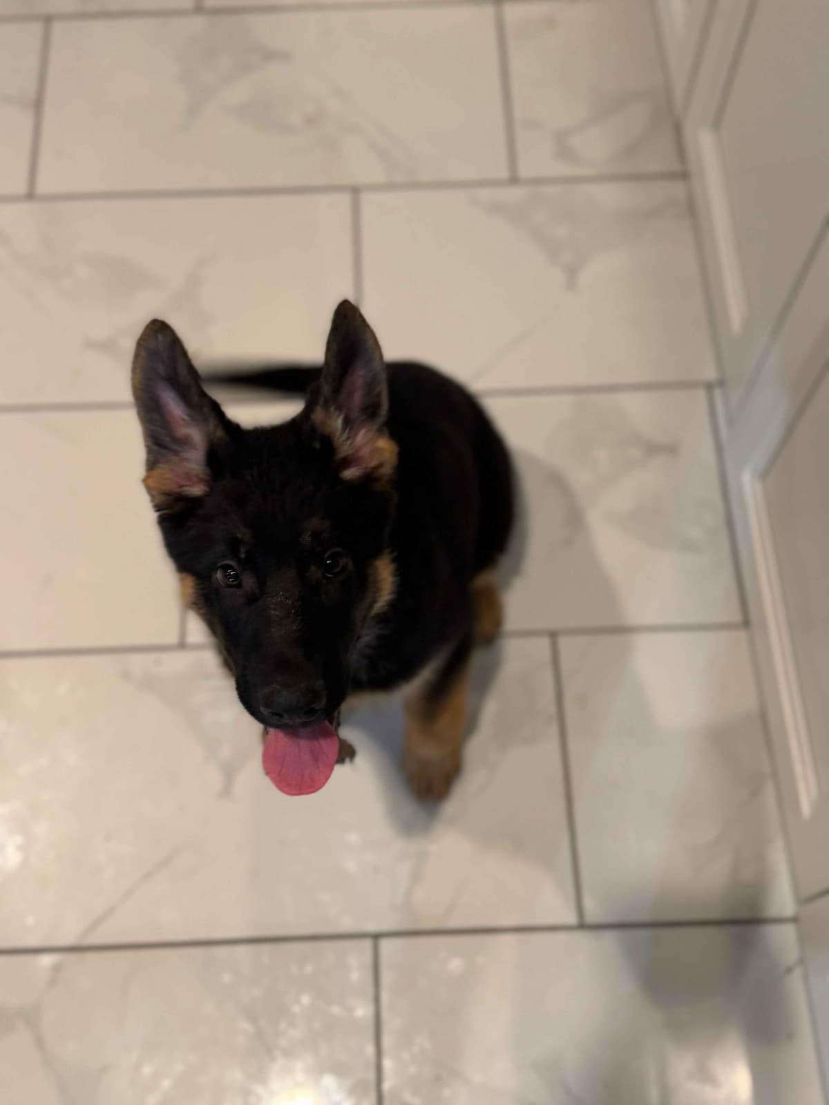 German Shepherd Dog Puppies with multiple drive on Sale to Good Homes breeder image 9