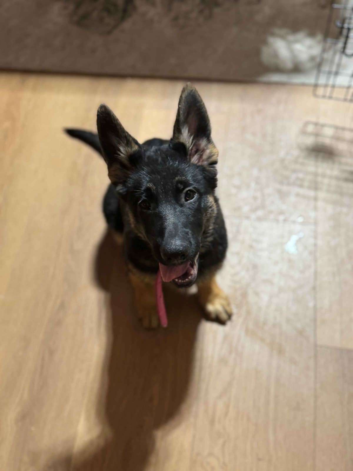 German Shepherd Dog Puppies with multiple drive on Sale to Good Homes breeder image 11