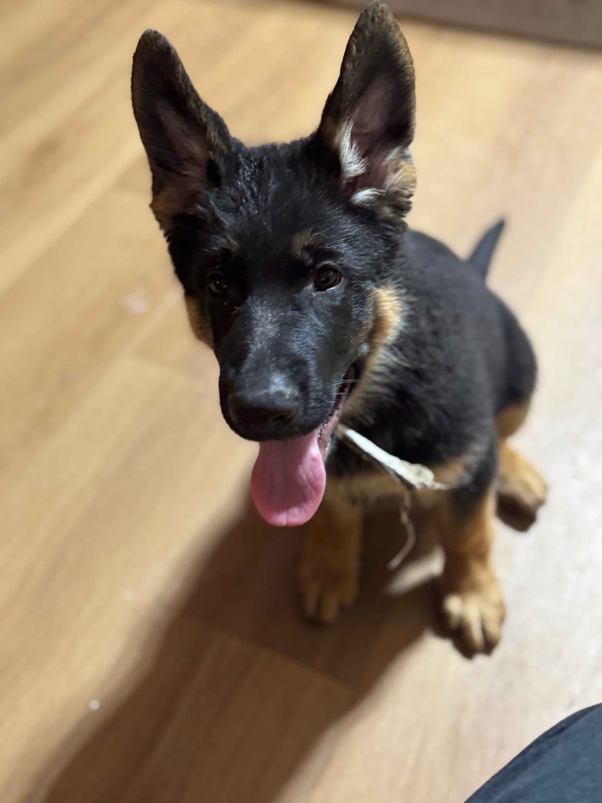 German Shepherd Dog Puppies with multiple drive on Sale to Good Homes breeder image 12