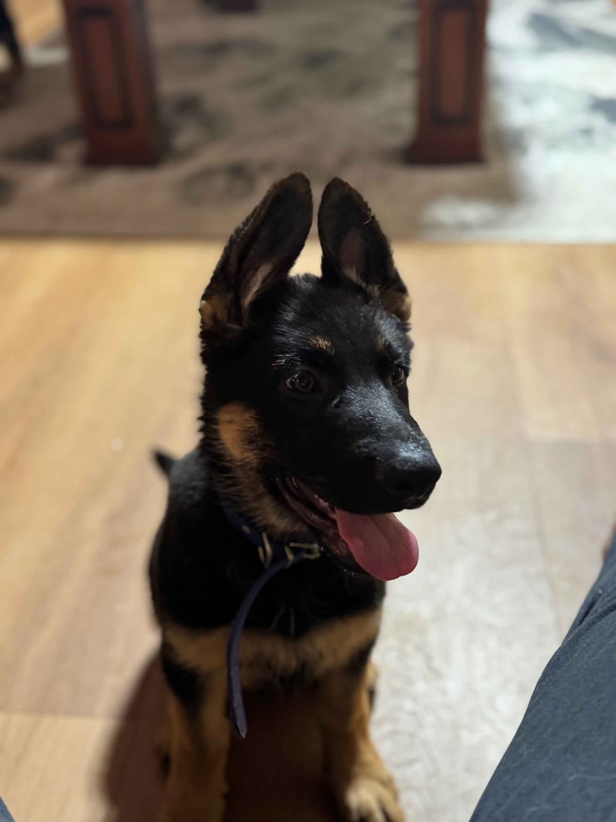 German Shepherd Dog Puppies with multiple drive on Sale to Good Homes breeder image 13