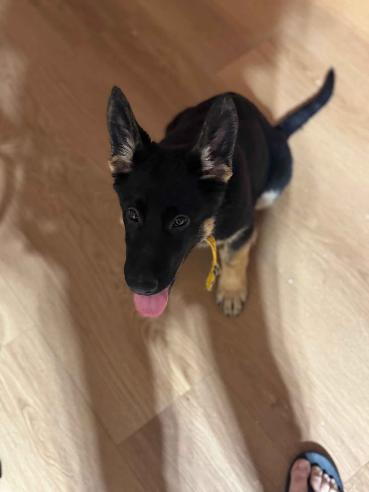 German Shepherd Dog Puppies with multiple drive on Sale to Good Homes breeder image 14