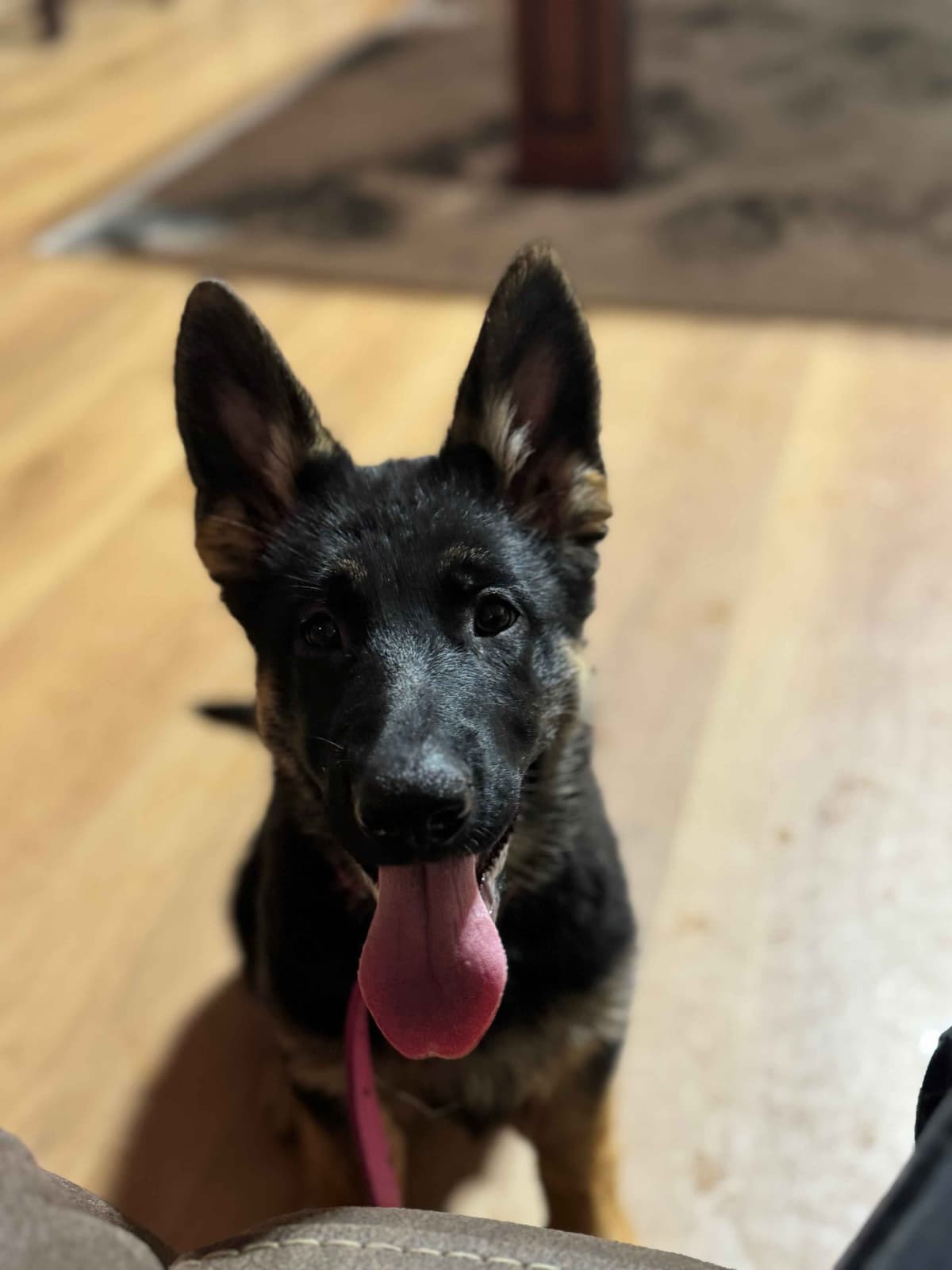 German Shepherd Dog Puppies with multiple drive on Sale to Good Homes breeder image 15