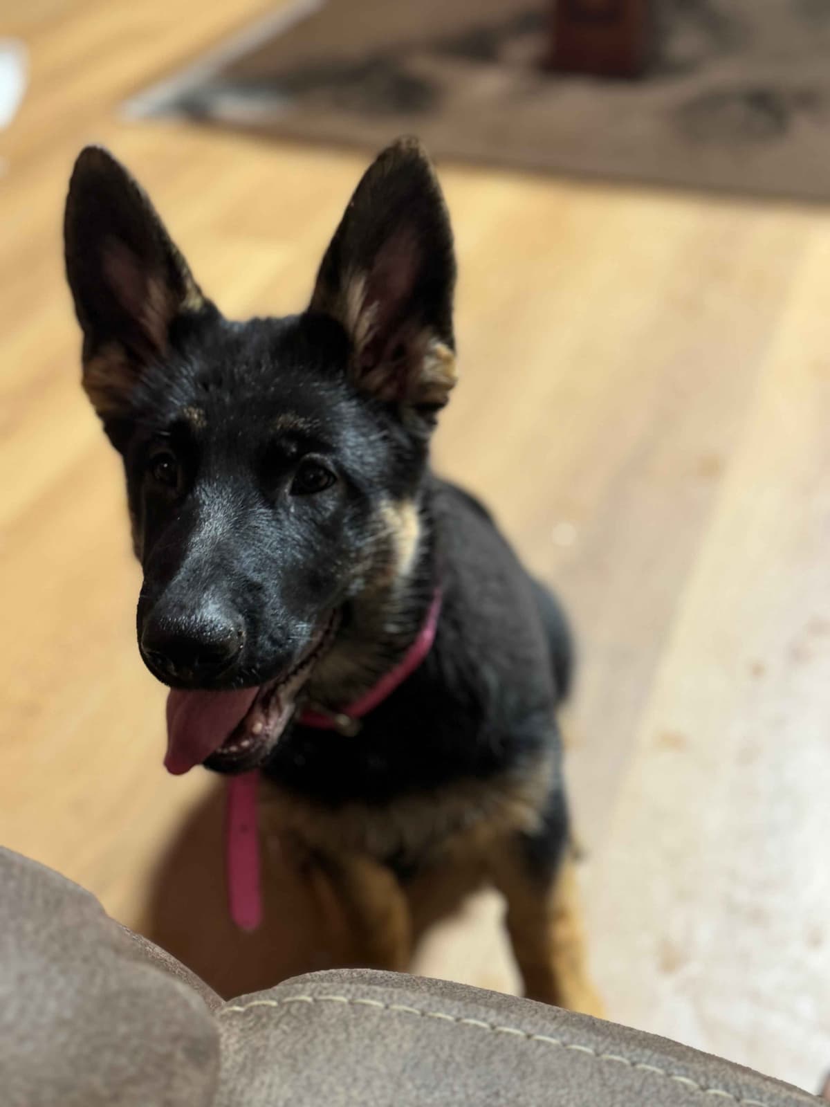 German Shepherd Dog Puppies with multiple drive on Sale to Good Homes breeder image 16