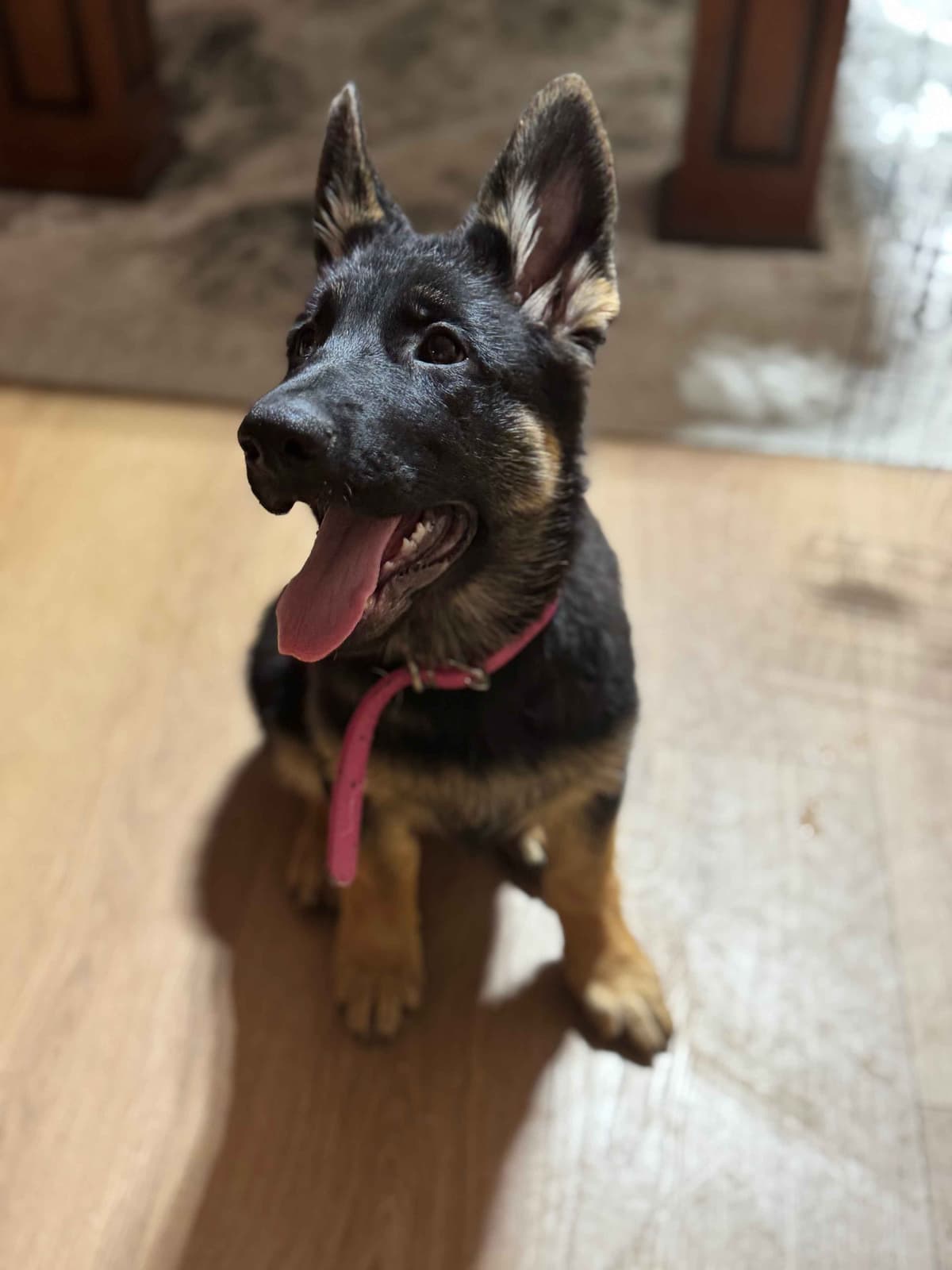 German Shepherd Dog Puppies with multiple drive on Sale to Good Homes breeder image 17