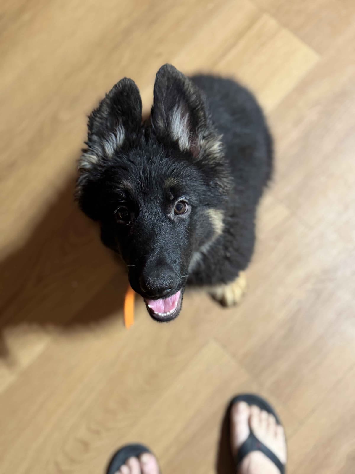 German Shepherd Dog Puppies with multiple drive on Sale to Good Homes breeder image 18