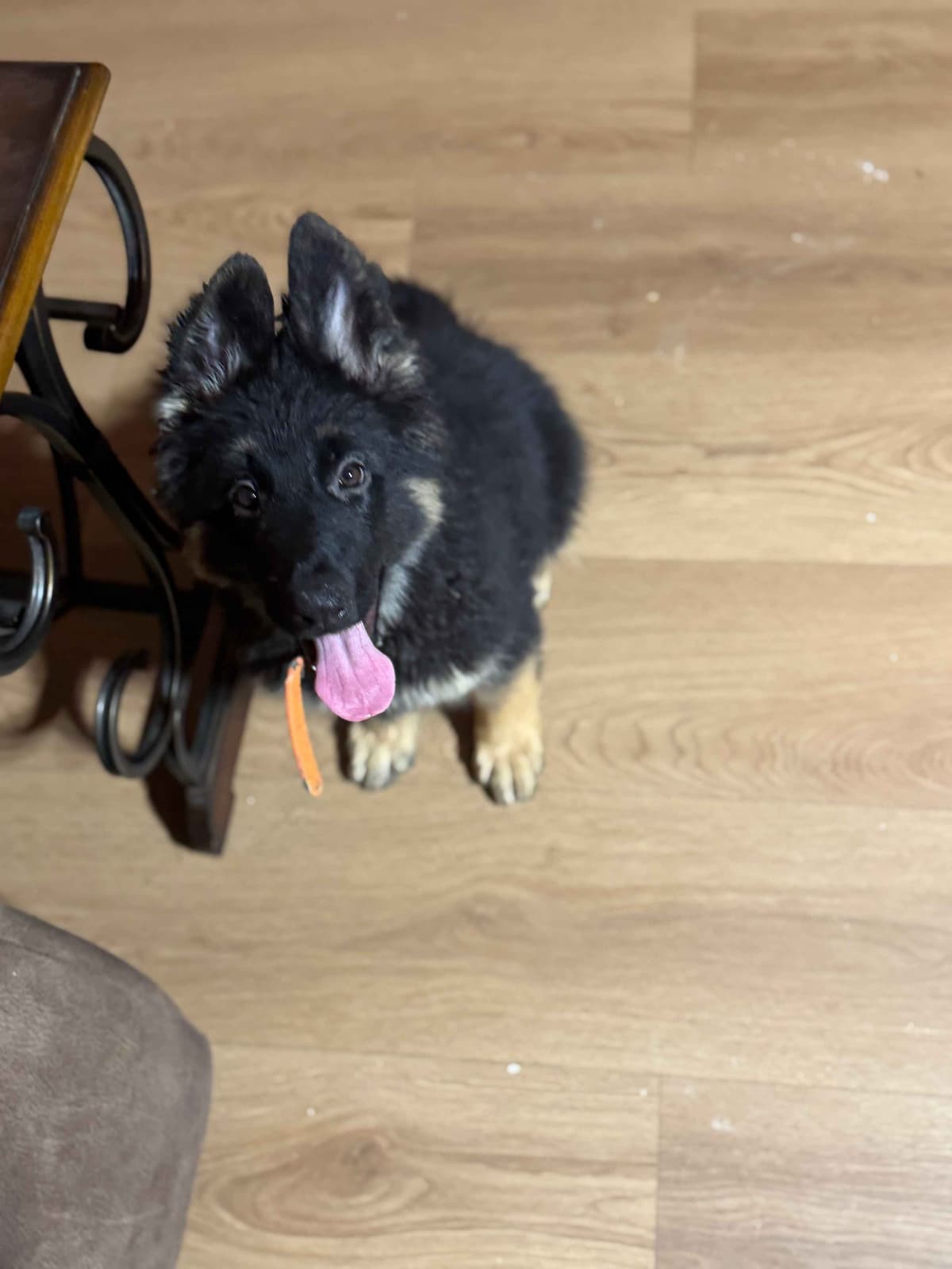 German Shepherd Dog Puppies with multiple drive on Sale to Good Homes breeder image 19