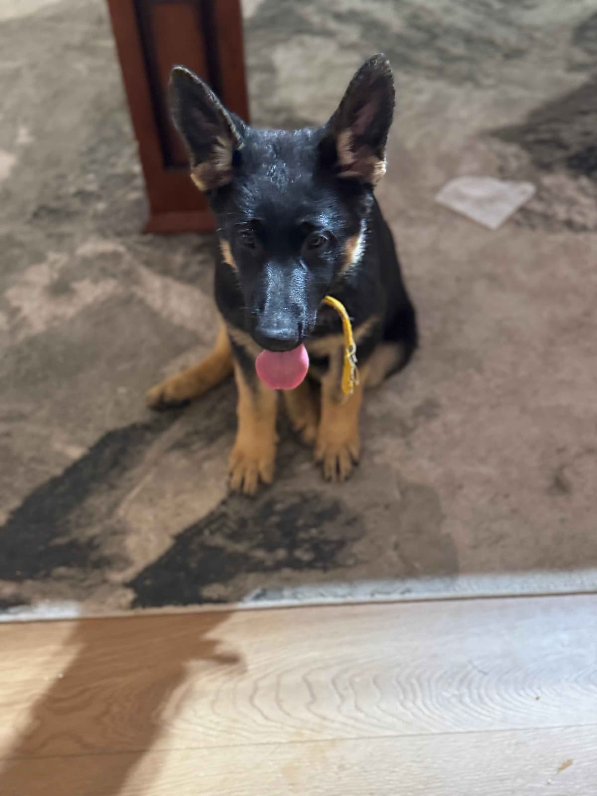 German Shepherd Dog Puppies with multiple drive on Sale to Good Homes breeder image 20