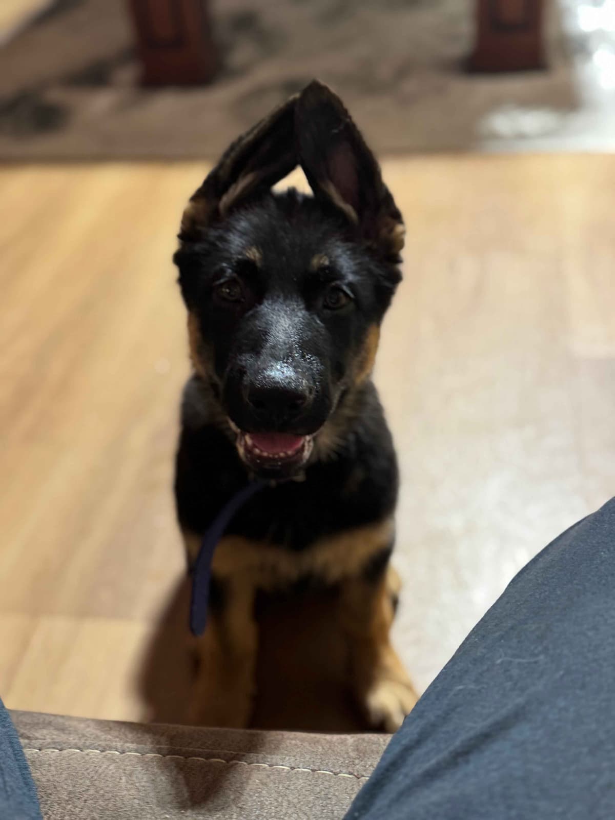 German Shepherd Dog Puppies with multiple drive on Sale to Good Homes breeder image 22
